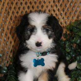 Light blue Female - Tri-color female Bernedoodle puppy in Mississippi from Ewing Acres