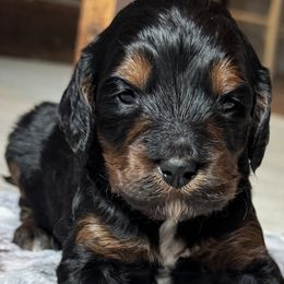 Bernedoodles and Labradoodles from Zehr’s Labradoodles