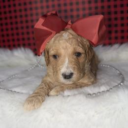 Girl 6 - Red  female Goldendoodle puppy in Fayetteville, Arkansas from Silver Hill Farm