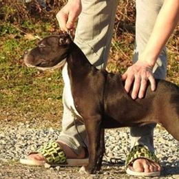 American Bullies from Simply Bullies of Texas