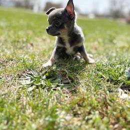 Chihuahua Puppies from Cloud9 Chihuahuas