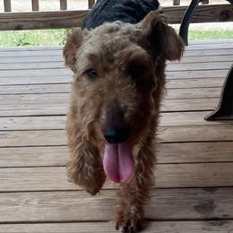 Valkyrie - Welsh Terrier