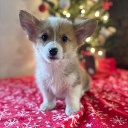 Clove - Pembroke Welsh Corgi puppy from Sunny J Corgis and Mini Americans