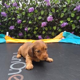 Dahlia - Red female Dachshund puppy in Bristol, Tennessee from It's Mini Wieners Baby
