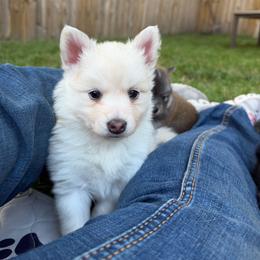 Calamity Jane - Gray and white female Pomsky puppy in Blue Earth, Minnesota from Blue Sky Pomsky
