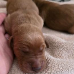 Boy 1 - Dark golden male Golden Retriever puppy in Lebanon, Oregon from SnowPeakPaws