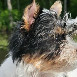 Biewer Terriers and Papillons from Southern Belle's Biewer Terriors & Papillons