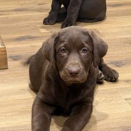 Green collar - Chocolate female Dilute Retriever puppy in Teton County, Montana from East Front Labradors & Treasure State Schnauzers