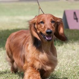 Dachshunds from Serenity Dachshunds