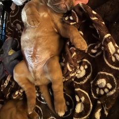 Dogue de Bordeaux Puppies from Toni  Young