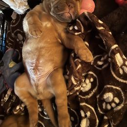 Dogue de Bordeaux Puppies from Toni  Young