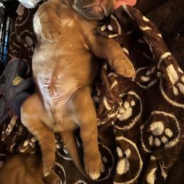 Dogue de Bordeaux Puppies from Toni  Young