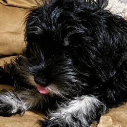 Miniature Schnauzers and Schnoodles from Behind the Beard Schnauzers