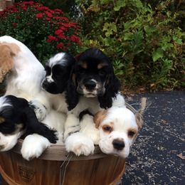Cocker Spaniel Puppies from Dovecreek Cockers