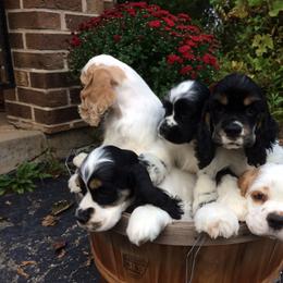 Cocker Spaniel Puppies from Dovecreek Cockers