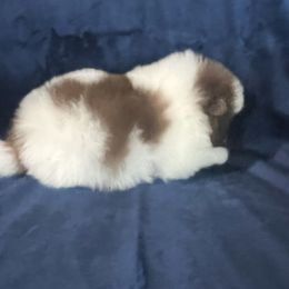 Pomeranian Puppies from Country Lane Kennels