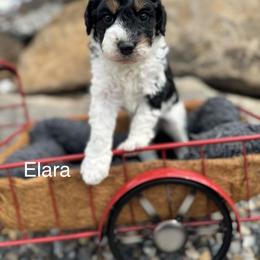 Elara - Tri-color female Bernedoodle puppy in Salem, Utah from Doodle Doodle Dogs