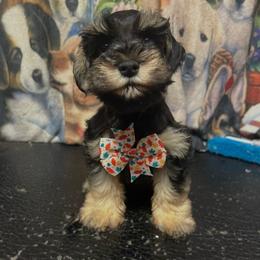 Joey - Black male Miniature Schnauzer puppy in Miami, Florida from Chiquiticos Shnauzers
