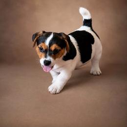 Logan - Tri-color male Jack Russell Terrier puppy in Cleburne, Texas from Jordan's Shorty Jacks