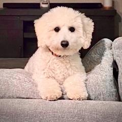 Bernedoodle, Double Doodle, and Goldendoodle Puppies from Pia’s Doodle Poodle Wag