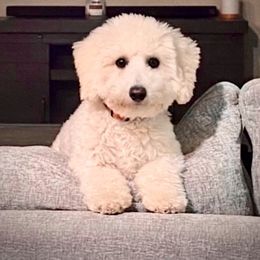 Bernedoodle, Double Doodle, and Goldendoodle Puppies from Pia’s Doodle Poodle Wag