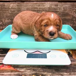 Pumpkin - Red and white male Cockapoo puppy in Hermiston, Oregon from Columbia River Cockapoos