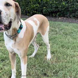 Garth - Great Dane