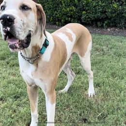 Garth - Great Dane