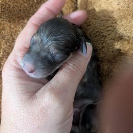 3 shaded cream - Cream female Dachshund puppy in Central Point, Oregon from MRS Long Dog Ranch