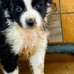 Koda - Black & white male Australian Shepherd puppy in Mineral Wells, Texas from A6 Australian Shepards