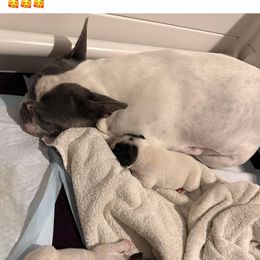 French Bulldog Puppies from Christie Duhe