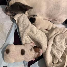 French Bulldog Puppies from Christie Duhe