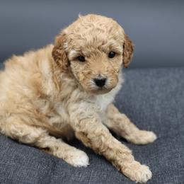 Orange collar - Apricot female Poodle puppy in Edmond, Oklahoma from The Redbud Roost