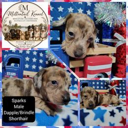 Sparks - Dapple male Dachshund puppy in Hudson, Michigan from Mittentail Kennel Miniature Dachshunds & Australian Shepherds