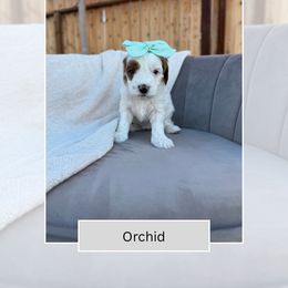 Orchid - Parti female Goldendoodle puppy in Las Vegas, Nevada from Bridges Goldendoodles
