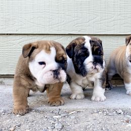 Bulldog Puppies from Fields’ Folly