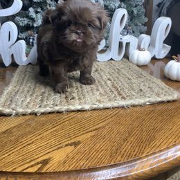 Shih Tzu Puppies from Socal Mother Of Shih Tzus