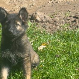 Miss pink - Sable female German Shepherd puppy in Berlin, Wisconsin from Gypsy Miracle Kennels