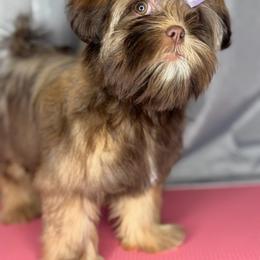 Ckc Zuri - Chocolate and tan female Shih Tzu puppy in Roseville, Michigan from Diamond Paws LLC