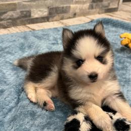 Matcha - Black and white female Pomsky puppy in Gunter, Texas from The Painted Pomsky