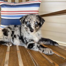 Girl 3 - Blue merle female Australian Shepherd puppy in Smithville, Arkansas from Harris Farms and Aussies