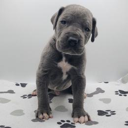Knox - Blue male Great Dane puppy in Kannapolis, North Carolina from Carolina Great Danes & Toy Poodles