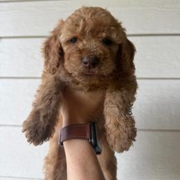 Boy 4 - Apricot male Goldendoodle puppy in Shingle Springs, California from California Double Doodles