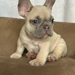 Latte - Fawn male French Bulldog puppy in Clermont, Florida from Nala’s Nest