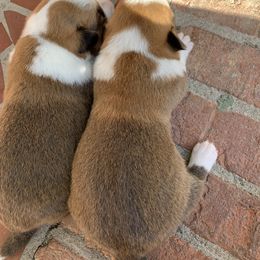 Cardigan Welsh Corgi Puppies from Luxe Cardigan Welsh Corgis