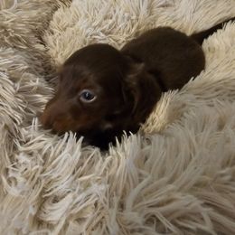 Jessie - Chocolate male Dachshund puppy in Strong, Arkansas from Dachshunds R Us