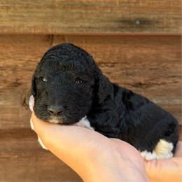 Miles - Parti male Poodle puppy in Roseville, California from Aura & Luxe Poodles