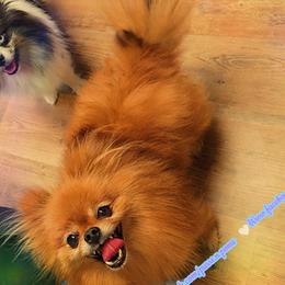 Kiwi - Orange sable female Pomeranian puppy in Albany, Oregon from Purrs N Poms
