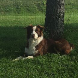 Australian Shepherd and Miniature American Shepherd All Grown Up from Whispering Valley Miniature American Shepherds and Australian Shepherds