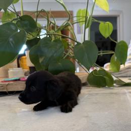 Black Female 1 - Black female Dachshund puppy in Apopka, Florida from The HotDog Stand